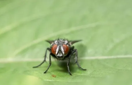 ריסוס נגד זבובים לטיפול בבעיה הנפוצה