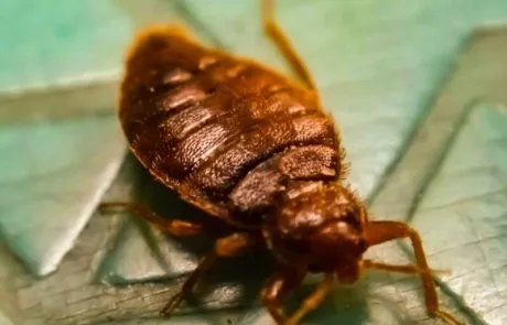 הדברת פשפשים אחת ולתמיד